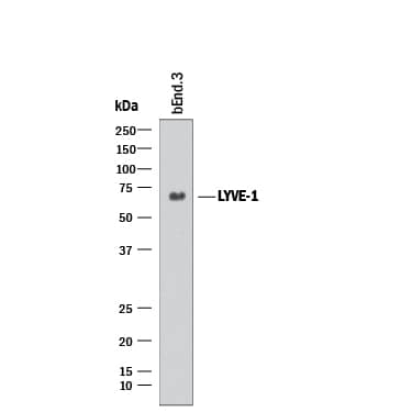 Western blot shows lysate of bEnd.3 mouse endothelioma cell line. PVDF membrane was probed with 2 µg/mL of Rat Anti-Mouse LYVE-1 Monoclonal Antibody (Catalog # MAB2125) followed by HRP-conjugated Anti-Rat IgG Secondary Antibody (HAF005). A specific band was detected for LYVE-1 at approximately 65 kDa (as indicated). This experiment was conducted under non-reducing conditions and using Immunoblot Buffer Group 1.