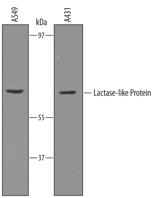 Western Blot Lactase-like Protein/LCTL Antibody