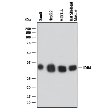 Western Blot Lactate Dehydrogenase A/LDHA Antibody (2066C) [Unconjugated]