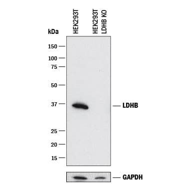 <b>Genetic Strategies Validation. </b>Western blot shows lysates of HEK293T human embryonic kidney parental cell line and LDHB knockout HEK293T cell line (KO). PVDF membrane was probed with 0.05 µg/mL of Rabbit Anti-Human Lactate Dehydrogenase B/LDHB Monoclonal Antibody (Catalog # MAB9205) followed by HRP-conjugated Anti-Rabbit IgG Secondary Antibody (Catalog # HAF008). A specific band was detected for Lactate Dehydrogenase B/LDHB at approximately 36 kDa (as indicated) in the parental HEK293T cell line, but is not detectable in knockout HEK293T cell line. GAPDH (Catalog # MAB5718) is shown as a loading control. This experiment was conducted under reducing conditions and using Immunoblot Buffer Group 1.