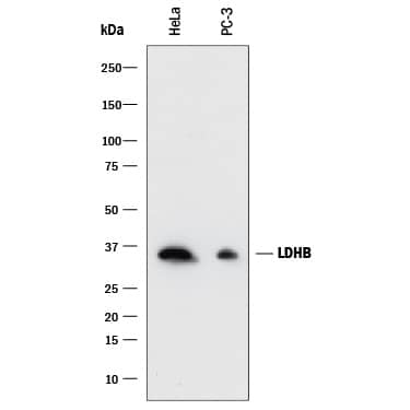 Western blot shows lysates of HeLa human cervical epithelial carcinoma cell line and PC-3 human prostate cancer cell line. PVDF membrane was probed with 0.05 µg/mL of Rabbit Anti-Human Lactate Dehydrogenase B/LDHB Monoclonal Antibody (Catalog # MAB9205) followed by HRP-conjugated Anti-Rabbit IgG Secondary Antibody (Catalog # HAF008). A specific band was detected for Lactate Dehydrogenase B/LDHB at approximately 36 kDa (as indicated). This experiment was conducted under reducing conditions and using Immunoblot Buffer Group 1.