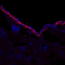 Laminin-1 was detected in immersion fixed frozen sections of embryonic mouse parietal endoderm (E10.5) using Rat Anti-Mouse Laminin-1 Monoclonal Antibody (Catalog # MAB25491) at 10 µg/mL overnight at 4 °C. Tissue was stained using the NorthernLights™ 557-conjugated Anti-Rat IgG Secondary Antibody (red; Catalog # NL013) and counterstained with DAPI (blue). View our protocol for Fluorescent IHC Staining of Frozen Tissue Sections.