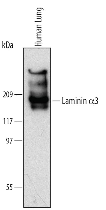 Western Blot Laminin alpha 3/Laminin-5 Antibody (546215) [Unconjugated]