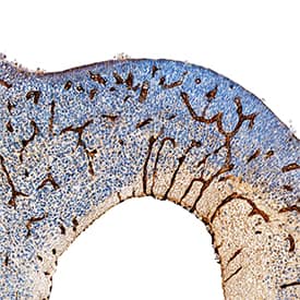 Immunohistochemistry Laminin alpha 4 Antibody [Unconjugated]