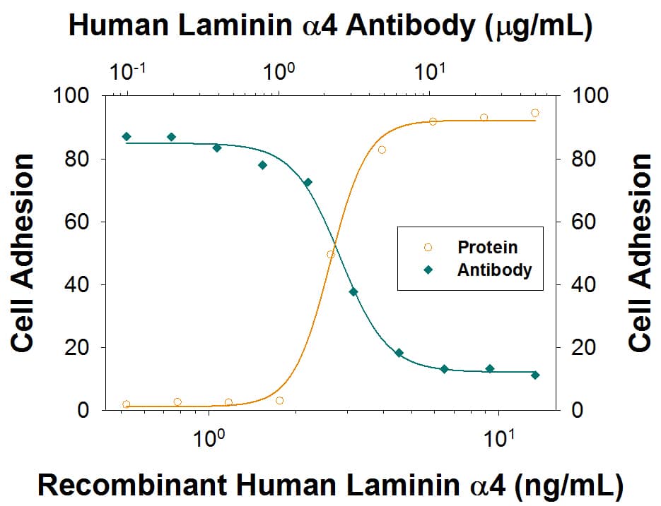 Neutralization Laminin alpha 4 Antibody [Unconjugated]