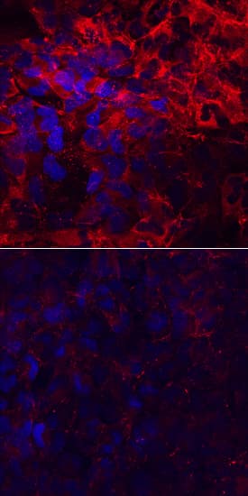 Immunocytochemistry Laminin alpha 4 Antibody [Unconjugated]