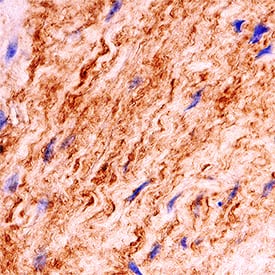 Immunohistochemistry Laminin alpha 4 Antibody [Unconjugated]