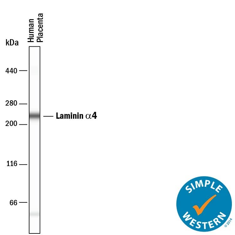Simple Western Laminin alpha 4 Antibody [Unconjugated]