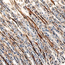 Laminin a4 was detected in perfusion fixed frozen sections of mouse stomach using Rat Anti-Mouse Laminin a4 Monoclonal Antibody (Catalog # MAB3837) at 25 µg/mL overnight at 4 °C. Tissue was stained using the Anti-Rat HRP-DAB Cell & Tissue Staining Kit (brown; Catalog # CTS017) and counterstained with hematoxylin (blue). Specific staining was localized to endothelial cells in gastric pits. View our protocol for Chromogenic IHC Staining of Frozen Tissue Sections.