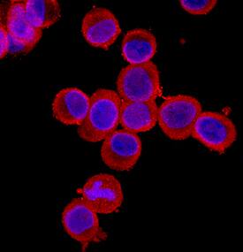 Laminin gamma1 was detected in immersion fixed LS180 human colorectal adenocarcinoma cell line using Mouse Anti-Human/Rat Laminin gamma1 Monoclonal Antibody (Catalog # MAB2139) at 10 µg/mL for 3 hours at room temperature. Cells were stained using the NorthernLights™ 557-conjugated Anti-Mouse IgG Secondary Antibody (red; Catalog # NL007) and counterstained with DAPI (blue). Specific staining was localized to cytoplasm. View our protocol for Fluorescent ICC Staining of Cells on Coverslips.