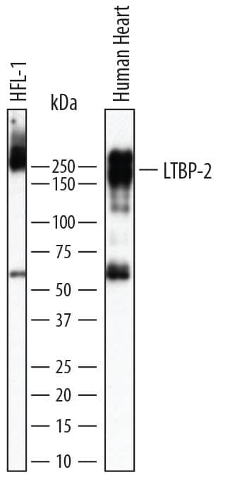 Western blot shows lysates of HFL1 human fetal lung fibroblast cell line and human heart tissue. PVDF membrane was probed with 1 µg/mL of Goat Anti-Human Latent TGF-beta  bp2/LTBP-2 Antigen Affinity-purified Polyclonal Antibody (Catalog # AF3850) followed by HRP-conjugated Anti-Goat IgG Secondary Antibody (Catalog # HAF017). A specific band was detected for Latent TGF-beta  bp2/LTBP-2 at approximately 210-255 kDa (as indicated). This experiment was conducted under reducing conditions and using Immunoblot Buffer Group 1.