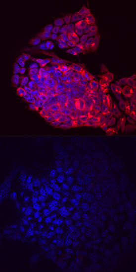 <b>Biological Strategies Validation. </b>Lefty-2 was detected in immersion fixed D3 mouse embryonic stem cells untreated (lower panel) or stimulated (upper panel) with recombinant human/mouse/rat Activin A (Catalog # 338-AC) using Sheep Anti-Mouse Lefty-2 Antigen Affinity-purified Polyclonal Antibody (Catalog # AF7648) at 10 µg/mL for 3 hours at room temperature. Cells were stained using the NorthernLights™ 557-conjugated Anti-Sheep IgG Secondary Antibody (red; Catalog # NL010) and counterstained with DAPI (blue). Specific staining was localized to the cytoplasm of Activin A-stimulated cells. View our protocol for Fluorescent ICC Staining of Cells on Coverslips.