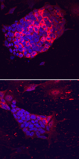 Lefty-2 was detected in immersion fixed D3 mouse embryonic stem cell line cultured with (upper panel) or without (lower panel) Recombinant Human/Mouse/Rat Activin A (Catalog # 338-AC) using Rat Anti-Mouse Lefty-2 Monoclonal Antibody (Catalog # MAB7648) at 10 µg/mL for 3 hours at room temperature. Cells were stained using the NorthernLights™ 557-conjugated Anti-Rat IgG Secondary Antibody (red; Catalog # NL013) and counterstained with DAPI (blue). Specific staining was localized to the perinuclear region. View our protocol for Fluorescent ICC Staining of Cells on Coverslips.