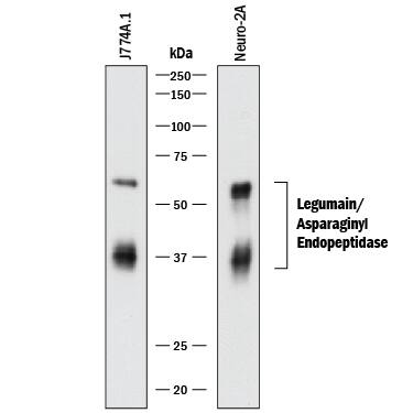 Western Blot Legumain/Asparaginyl Endopeptidase Antibody [Unconjugated]