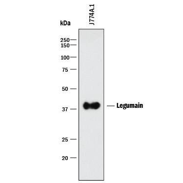 Western Blot Legumain/Asparaginyl Endopeptidase Antibody (301417) [Unconjugated]