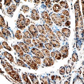 Leptin/OB was detected in immersion fixed paraffin-embedded sections of human stomach using Goat Anti-Human Leptin/OB Antigen Affinity-purified Polyclonal Antibody (Catalog # AF398) at 10 µg/mL overnight at 4 °C. Tissue was stained using the Anti-Goat HRP-DAB Cell & Tissue Staining Kit (brown; Catalog # CTS008) and counterstained with hematoxylin (blue). Specific staining was localized to cytoplasm in gastric glands. View our protocol for Chromogenic IHC Staining of Paraffin-embedded Tissue Sections.