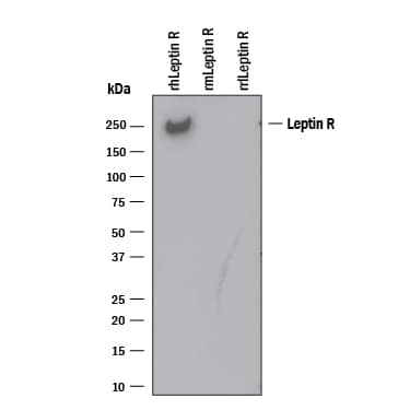 Western blot shows 25 ng of Recombinant Human Leptin R Fc Chimera (Catalog # 389-LR), Recombinant Mouse Leptin R Fc Chimera (Catalog # 7814-LR) and Recombinant Rat Leptin R. PVDF Membrane was probed with 0.1 µg/mL of Goat Anti-Human Leptin R Antigen Affinity-purified Polyclonal Antibody (Catalog # AF389) followed by HRP-conjugated Anti-Goat IgG Secondary Antibody (Catalog # HAF109). A specific band was detected for Leptin R at approximately 250 kDa (as indicated). This experiment was conducted under reducing conditions and using Immunoblot Buffer Group 3.