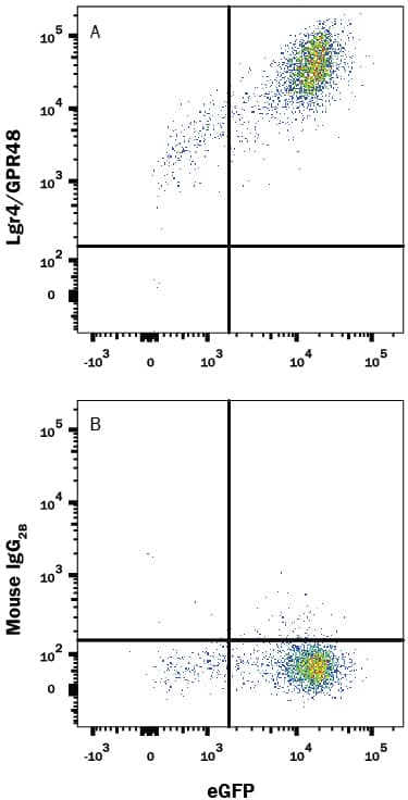 HEK293 human embryonic kidney cell line transfected with human Lgr4/GPR48 and eGFP was stained with either (A) Mouse Anti-Human Lgr4/GPR48 APC-conjugated Monoclonal Antibody (Catalog # FAB7750A) or (B) Mouse IgG2BAllophycocyanin Isotype Control (Catalog # IC0041A). View our protocol for Staining Membrane-associated Proteins.