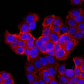 Immunocytochemistry Lgr4/GPR48 Antibody (852229) [Unconjugated]
