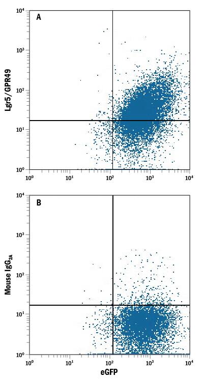 NS0 mouse myeloma cell line transfected with human Lgr5/GPR49 and eGFP was stained with either (A) Mouse Anti-Human Lgr5/GPR49 APC-conjugated Monoclonal Antibody (Catalog # FAB8078A) or (B) Mouse IgG2AAllophycocyanin Isotype Control (Catalog # IC003A). View our protocol for Staining Membrane-associated Proteins.