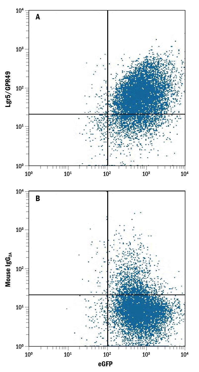 NS0 mouse myeloma cell line transfected with human Lgr5/GPR49 and eGFP was stained with either (A) Mouse Anti-Human Lgr5/GPR49 PE-conjugated Monoclonal Antibody (Catalog # FAB8078P) or (B) Mouse IgG2APhycoerythrin Isotype Control (Catalog # IC003P). View our protocol for Staining Membrane-associated Proteins.