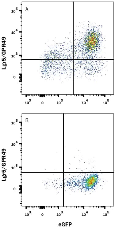 HEK293 human embryonic kidney cell line transfected with either (A) mouse Lgr5/GPR49 or (B) irrelevant transfectants and eGFP was stained with 0.1 µg Rat Anti-Mouse Lgr5/GPR49 PE-conjugated Monoclonal Antibody (Catalog # FAB82401P). Quadrant markers were set based on control antibody staining (Catalog # IC0041P). View our protocol for Staining Membrane-associated Proteins.
