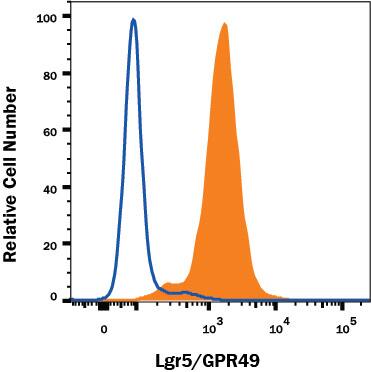 HEK293 human embryonic kidney cell line transfected with either mouse Lgr5/GPR49 (filled histogram) or irrelevant transfectants (open histogram) was stained with Rat Anti-Mouse Lgr5/GPR49 Alexa Fluor® 488‑conjugated Monoclonal Antibody (Catalog # FAB8240G). View our protocol for <a class=