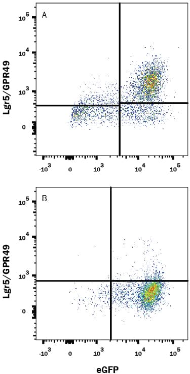 HEK293 human embryonic kidney cell line transfected with either (A) mouse Lgr5/GPR49 or (B) irrelevant transfectants and eGFP was stained with 0.1 µg Rat Anti-Mouse Lgr5/GPR49 Alexa Fluor® 647-conjugated Monoclonal Antibody (Catalog # FAB8240R). Quadrant markers were set based on control antibody staining (Catalog # <a class=
