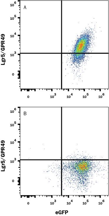 NS0 mouse myeloma cell line transfected with (A) human Lgr5/GPR49 or (B) irrelevant transfectants and eGFP was stained with Mouse Anti-Human Lgr5/GPR49 Monoclonal Antibody (Catalog # MAB80781) followed by APC-conjugated Anti-Mouse IgG Secondary Antibody (F0101B). Quadrant markers were set based on control antibody staining (MAB0041). Staining was performed using our Staining Membrane-associated Proteins protocol.