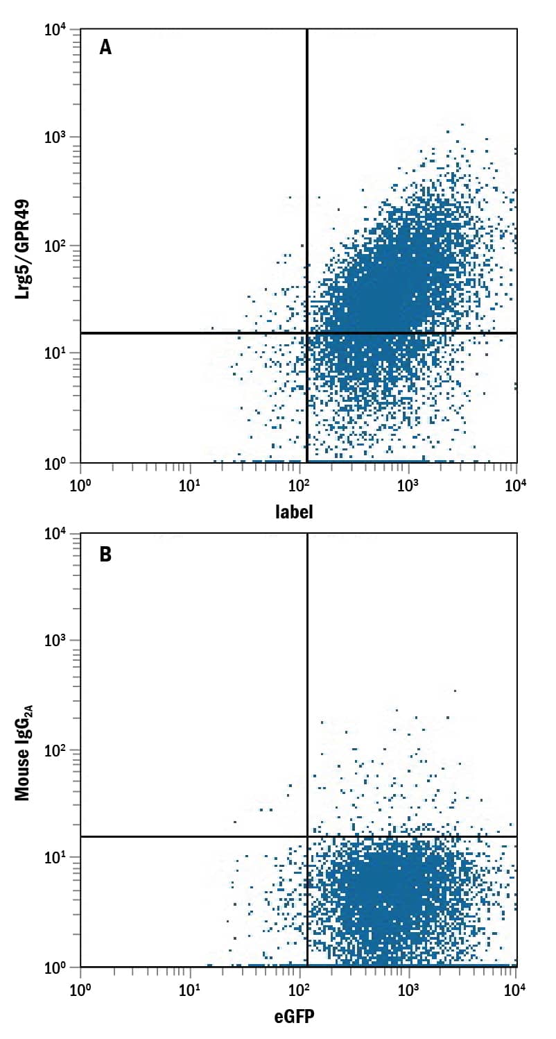 NS0 mouse myeloma cell line transfected with human Lgr5/GPR49 and eGFP was stained with and either (A) Mouse Anti-Human Lgr5/GPR49 Monoclonal Antibody (Catalog # MAB8078) or (B) Mouse IgG2AIsotype Control (Catalog # MAB003) followed by Allophycocyanin-conjugated Anti-Mouse IgG Secondary Antibody (Catalog # F0101B).