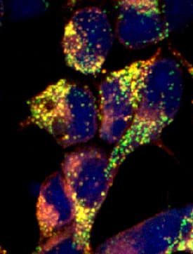 Lgr5/GPR49 was detected in immersion fixed HEK293 human embryonic kidney cell line transfected with GFP (green) tagged mouse LGR5 using Mouse Anti-Human Lgr5/GPR49 Monoclonal Antibody (Catalog # MAB8078) at 10 µg/mL for 3 hours at room temperature. Cells were stained using the NorthernLights™ 557-conjugated Anti-Mouse IgG Secondary Antibody (red; Catalog # NL007) and counterstained with DAPI (blue). Specific staining was localized to cell surfaces and cytoplasm. View our protocol for Fluorescent ICC Staining of Cells on Coverslips.