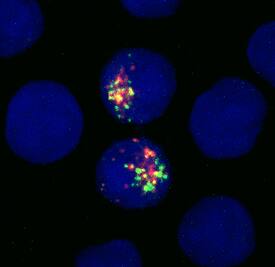 Lgr5/GPR49 was detected in immersion fixed NSO mouse myeloma cell line transfected with GFP (green) tagged human LGR5 using Mouse Anti-Human Lgr5/GPR49 Monoclonal Antibody (Catalog # MAB8078) at 10 µg/mL for 3 hours at room temperature. Cells were stained using the NorthernLights™ 557-conjugated Anti-Mouse IgG Secondary Antibody (red; Catalog # NL007) and counterstained with DAPI (blue). Specific staining was localized to cytoplasm. View our protocol for Fluorescent ICC Staining of Non-adherent Cells.