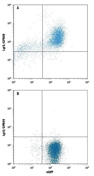 HEK293 human embryonic kidney cell line transfected with (A) mouse Lgr5/GPR49 or (B) irrelevant transfectant and eGFP was stained with Rat Anti-Mouse Lgr5/GPR49 Monoclonal Antibody (Catalog # MAB82401) followed by Allophycocyanin-conjugated Anti-Rat IgG Secondary Antibody (Catalog # F0113). Quadrant markers were set based on control antibody staining (Catalog # MAB0061).