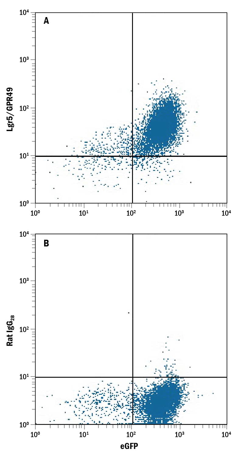 HEK293 human embryonic kidney cell line transfected with mouse Lgr5/GPR49 and eGFP was stained with and either (A) Rat Anti-Mouse Lgr5/GPR49 Monoclonal Antibody (Catalog # MAB8240) or (B) Rat IgG2BIsotype Control (Catalog # MAB0061) followed by Allophycocyanin-conjugated Anti-Rat IgG Secondary Antibody (Catalog # F0113).