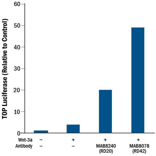 Rat Anti-Mouse Lgr5/GPR49 Monoclonal Antibody (Catalog # MAB8240) induces TOPflash activity in the HEK293 human embryonic kidney cell line stably expressing LGR5 in the presence of Wnt-3a, but in the absence of R-Spondins. (Data courtesy of Dr. Wim de Lau and Dr. Hans Clevers, Hubrecht Institute, The Netherlands. See Reference 1.)