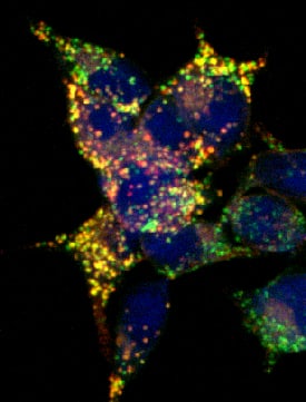 Lgr5/GPR49 was detected in immersion fixed HEK293 human embryonic kidney cell line transfected with GFP (green) tagged mouse LGR5 using Rat Anti-Mouse Lgr5/GPR49 Monoclonal Antibody (Catalog # MAB8240) at 10 µg/mL for 3 hours at room temperature. Cells were stained using the NorthernLights™ 557-conjugated Anti-Rat IgG Secondary Antibody (red; Catalog # NL013) and counterstained with DAPI (blue). Specific staining was localized to cell surfaces and cytoplasm. View our protocol for Fluorescent ICC Staining of Cells on Coverslips.