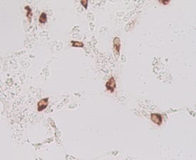 Lgr5/GPR49 was detected in immersion fixed MYC tagged mouse transfectants using Rat Anti-Mouse Lgr5/GPR49 Monoclonal Antibody (Catalog # MAB8240). Cells were stained using an anti-Mouse HRP-conjugated secondary antibody (brown).Image courtesy of Dr. Hans Clevers, Hubrecht Institute, The Netherlands.