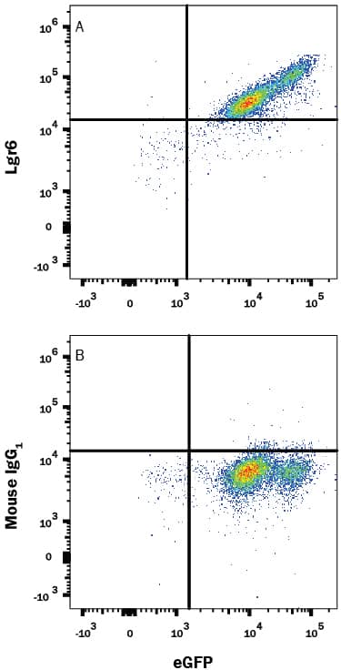 HEK293 human embryonic kidney cell line transfected with human Lgr6 and eGFP was stained with either (A) Mouse Anti-Human Lgr6 PE-conjugated Monoclonal Antibody (Catalog # FAB8458P) or (B) Mouse IgG1PE Isotype Control (Catalog # IC002P). View our protocol for Staining Membrane-associated Proteins.
