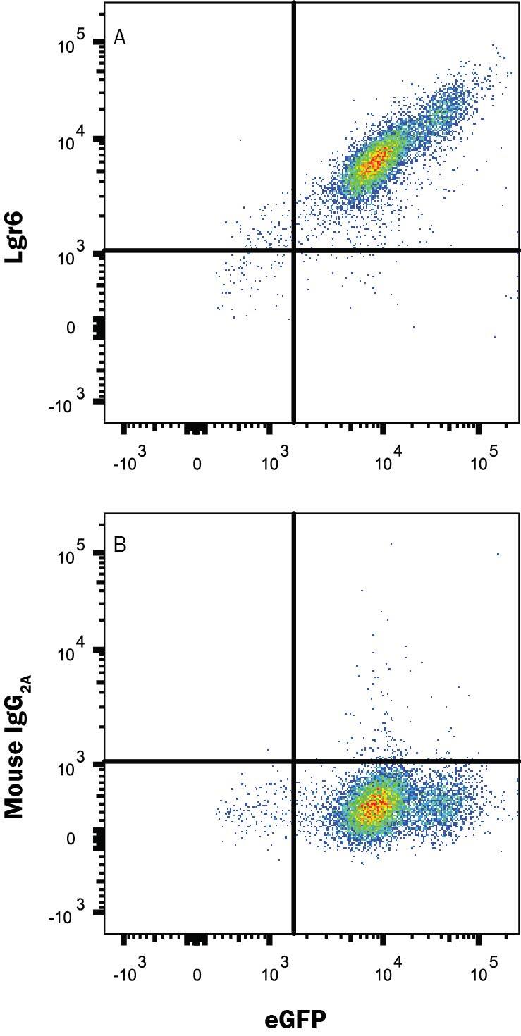 HEK293 human embryonic kidney cell line transfected with human Lgr6 and eGFP was stained with either (A) Mouse Anti-Human Lgr6 Monoclonal Antibody (Catalog # MAB84581) or (B) Mouse IgG2A Isotype Control (Catalog # MAB003) followed by APC-conjugated Anti-Mouse IgG Secondary Antibody (Catalog # F0101B). View our protocol for Staining Membrane-associated Proteins.