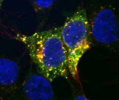Lgr6 was detected in immersion fixed HEK293 human embryonic kidney cell line transfectants using Mouse Anti-Human Lgr6 Monoclonal Antibody (Catalog # MAB8458R) at 10 µg/mL for 3 hours at room temperature. Cells were stained using the NorthernLights™ 557-conjugated Anti-Mouse IgG Secondary Antibody (red; Catalog # NL007) and counterstained with DAPI (blue). Specific staining was localized to GFP transfectant co-localization. View our protocol for Fluorescent ICC Staining of Cells on Coverslips.