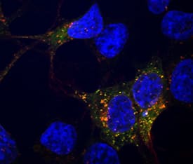 Immunocytochemistry Lgr6 Antibody (918719) [Unconjugated]