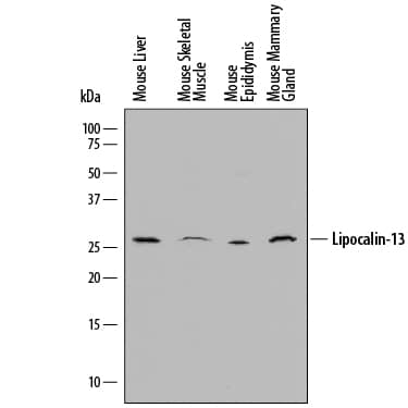 Western Blot Lipocalin-13 Antibody