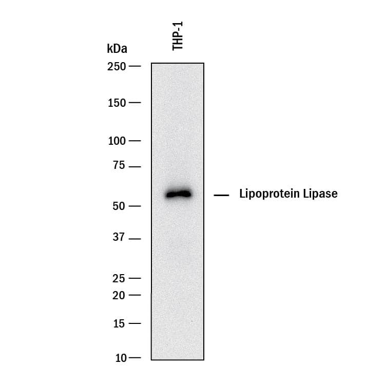 Western blot shows lysates of THP-1 human acute monocytic leukemia cell line. PVDF membrane was probed with 1 µg/mL of Goat Anti-Human/Mouse Lipoprotein Lipase/LPL Antigen Affinity-purified Polyclonal Antibody (Catalog # AF7197) followed by HRP-conjugated Anti-Goat IgG Secondary Antibody (Catalog # HAF017). A specific band was detected for Lipoprotein Lipase/LPL at approximately 55 kDa (as indicated). This experiment was conducted under reducing conditions and using Immunoblot Buffer Group 1.