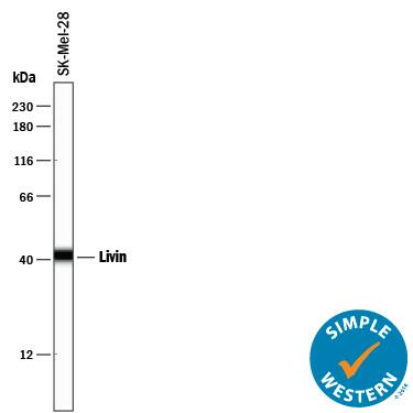 Simple Western Livin Antibody [Unconjugated]