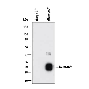 Western blot shows Recombinant NanoLuc®. PVDF membrane was probed with 2 µg/mL of Mouse Anti-Human NanoLuc® (Nluc) Luciferase Monoclonal Antibody (Catalog # MAB100261) followed by HRP-conjugated Anti-Mouse IgG Secondary Antibody (Catalog # HAF018). A specific band was detected for NanoLuc® at approximately 20 kDa (as indicated). This experiment was conducted under reducing conditions and using Immunoblot Buffer Group 1.