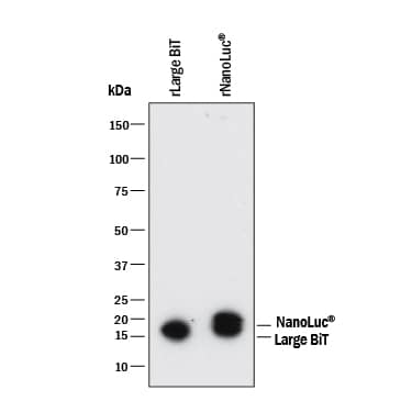 Western blot shows Recombinant Large BiT and Recombinant NanoLuc®. PVDF membrane was probed with 2 µg/mL of Mouse Anti-Human NanoLuc® (Nluc) Luciferase Monoclonal Antibody (Catalog # MAB10026) followed by HRP-conjugated Anti-Mouse IgG Secondary Antibody (Catalog # HAF018). A specific band was detected for NanoLuc® and Large BiT at approximately 16 kDa (as indicated). This experiment was conducted under reducing conditions and using Immunoblot Buffer Group 1.