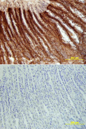 Lumican was detected in perfusion fixed frozen sections of mouse intestine using Goat Anti-Mouse Lumican Antigen Affinity-purified Polyclonal Antibody (Catalog # AF2745) at 15 µg/mL overnight at 4 °C. Tissue was stained using the Anti-Goat HRP-DAB Cell & Tissue Staining Kit (brown; CTS008) and counterstained with hematoxylin (blue). Lower panel shows a lack of labeling if primary antibodies are omitted and tissue is stained only with secondary antibody followed by incubation with detection reagents. View our protocol for Chromogenic IHC Staining of Frozen Tissue Sections.