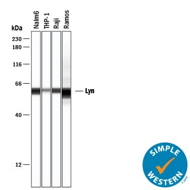 Simple Western Lyn Antibody [Unconjugated]