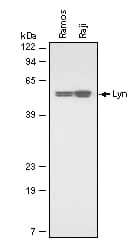 Western blot shows lysates of Ramos human Burkitt's lymphoma cell line and Raji human Burkitt's lymphoma cell line. PVDF membrane was probed with 0.2 µg/mL of Mouse Anti-Human/Rat Lyn Monoclonal Antibody (Catalog # MAB3206) followed by HRP-conjugated Anti-Mouse IgG Secondary Antibody (Catalog # HAF007). A specific band was detected for Lyn at approximately 56 kDa (as indicated). This experiment was conducted under reducing conditions and using Immunoblot Buffer Group 1.