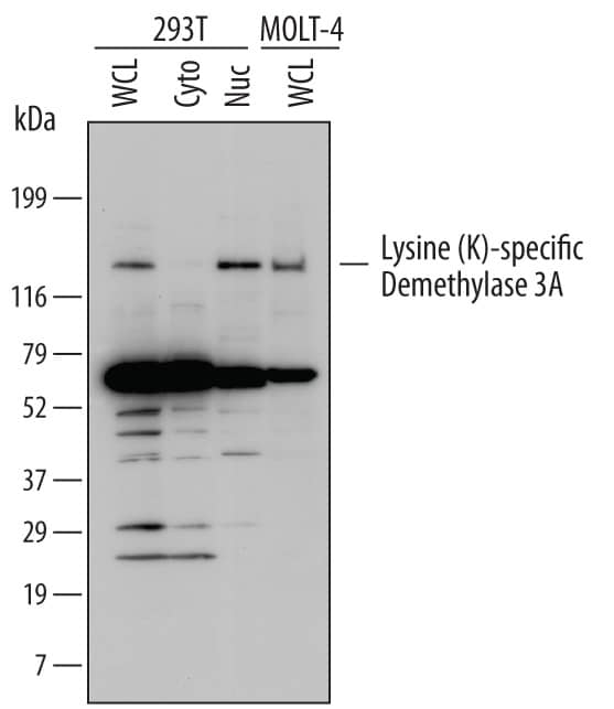 Western blot shows lysates of 293T human embryonic kidney cell line and MOLT-4 human acute lymphoblastic leukemia cell line. Gels were loaded with 30 µg of whole cell lysate (WCL), 20 µg of cytoplasmic (Cyto), and 10 µg of nuclear extracts (Nuc). PVDF Membrane was probed with 2 µg/mL of Sheep Anti-Human KDM3A Antigen Affinity-purified Polyclonal Antibody (Catalog # AF6746) followed by HRP-conjugated Anti-Sheep IgG Secondary Antibody (Catalog # HAF016). A specific band was detected for KDM3A at approximately 150 kDa (as indicated), the band at approximately 70kDa represents the product of degradation or processing. This experiment was conducted under reducing conditions and using Immunoblot Buffer Group 1.